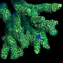 RF Homewrecker 3cm Frag