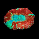 Trachyphyllia geoffroyi (WYSIWYG)