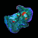 JF Hellspawn Chalice