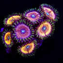 RF Rainbow Spectrum - 1 Polyp