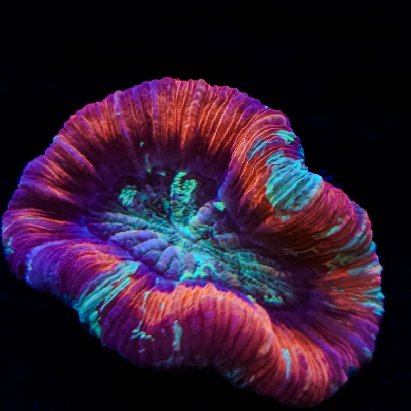 Wellsophyllia