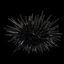 Shortspine Black Urchin