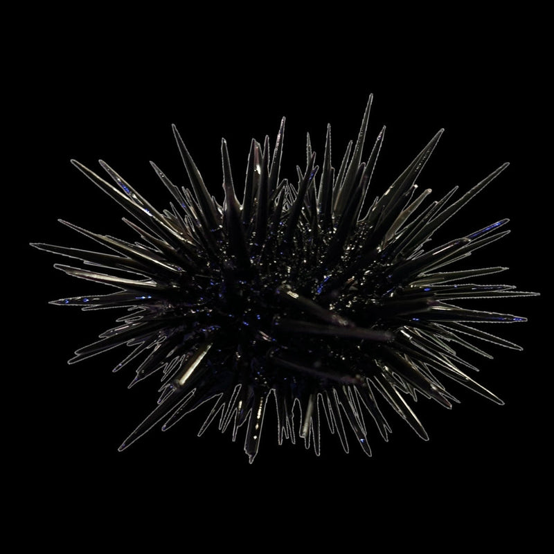 Shortspine Black Urchin