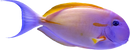 Abberant Blackstreak Surgeonfish - (Acanthurus nigroris – variant)