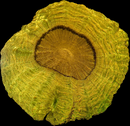 RF Golden Goose Acanthophyllia