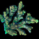 RF Twilight Forest 3cm Frag