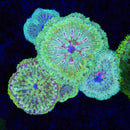 Maxi Mini Carpet Anemone