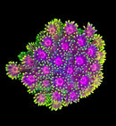 RF Goniopora - WYSIWYG J4