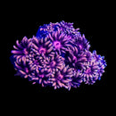 RF Goniopora - WYSIWYG Y1