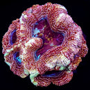 RF Galaxy Acan Bowerbanki - 2 Heads