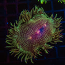 Tyree Blue Tip Elegance (WYSIWYG)