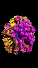 RF Goniopora WYSIWYG W5