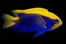 Starckii Damselfish (Chrysiptera starcki)