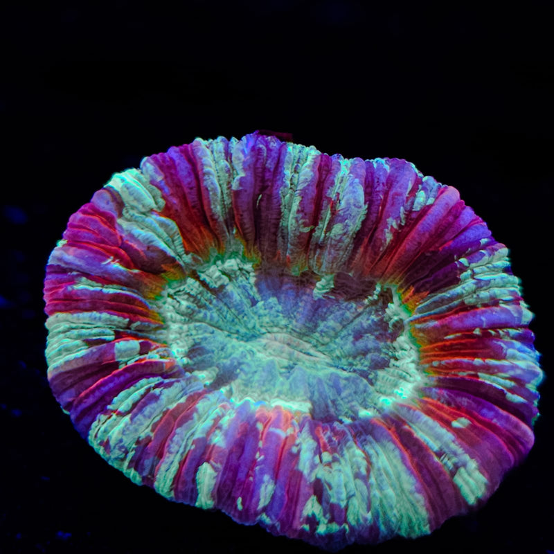 Wellsophyllia