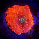 Crimson Sunrise Jawbreaker Mushroom