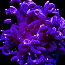 RF Purple Ritteri LTA (Long Tentacle Anemone)