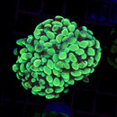 Toxic Splatter Branching Hammer (Euphyllia paraancora) - WYSIWYG