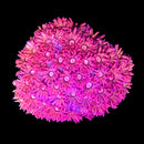 RF Goniopora - WYSIWYG S4