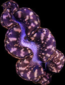 Purple Galaxy Maxima Clam (Tridacna sp.) - RW3 XL