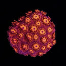 RF Pink Bullseye Goniopora