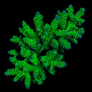 RF Green Martian Acropora  - WYSIWYG