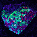 Mystic Blueberry Ice Favia