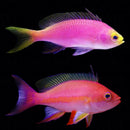 Resplendent Basslet/Resplendent Goldie
 
 Pseudanthias pulcherrimus