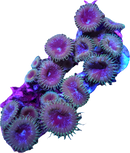 RF Acid Rain Grandis Palythoa 1 Polyp