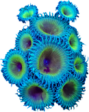 RF Grand Duke Grandis - 1 Polyp