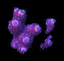 TSA Screamin Demon Millepora 3cm Frag