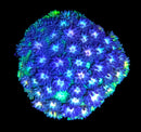 RF Goniopora - WYSIWYG U3