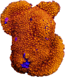 JF Fruity Pebbles Montipora