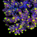 JF Fox Flame 3cm Frag