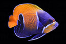 Majestic Angelfish (Pomacanthus navarchus)