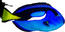 Blue Tang (Paracanthus hepatus) (Large)