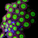 RF Shamrocks - 3 Polyps