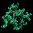 ORA Neon Birdsnest