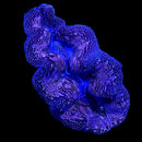 Tridacna Crocea (WYSIWYG)