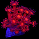 RF Goniopora - WYSIWYG H4