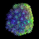 RF Goniopora - WYSIWYG K5
