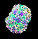 RF Goniopora - WYSIWYG P10