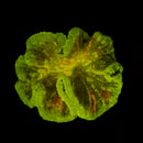 RF Toxic Eruption Anemone