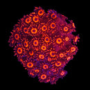 RF Goniopora - WYSIWYG H1