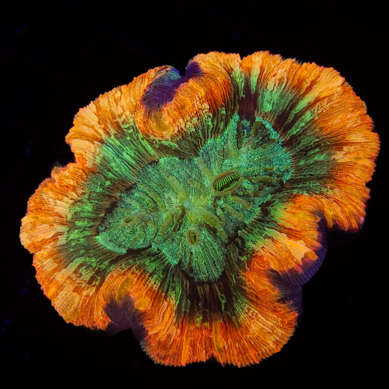 Trachyphillia