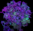 RF Electric Purple Rain - WYSIWYG