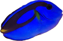 Blue Tang No Tail (Paracanthurus hepatus) - Medium