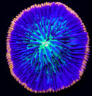 RF Apex Fire Fungia (WYSIWYG)