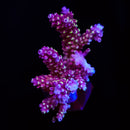 WWC Terra Red Acropora