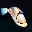 Picasso Triggerfish (Rhinecanthus assasi)
