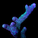 RF Aqua Matrix Stag 3cm Frag
